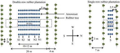 Yield Performance of Intercropped Marantha arundinacea L. (Arrowroot ...