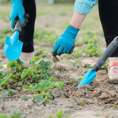 Image result for Spring Gardening Tips