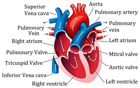 Transportation in Living Organisms |Transportation in Plants and Animals