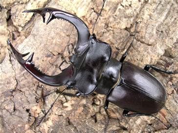 Akbez Geyik Böceği (Lucanus akbesianus cervus)