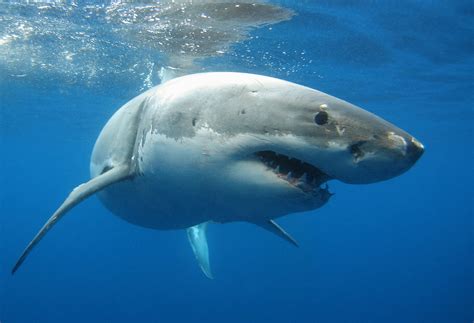 A 13ft, 1,400lb Great White Shark Named Bob Has Been Tracked Near Cape ...