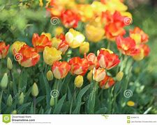 Image result for Spring Tulpis and Bunnies