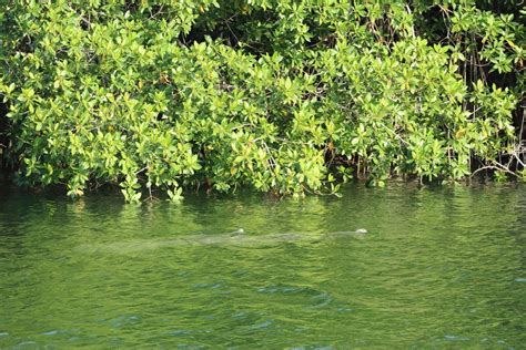 Río Hondo: el afluente que urge proteger para conservar al manatí ...