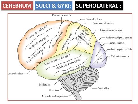 Cerebrum and sulcus and gyri and their functional areas | PDF