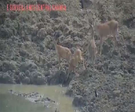 Image result for Python Attacking Prey Footage