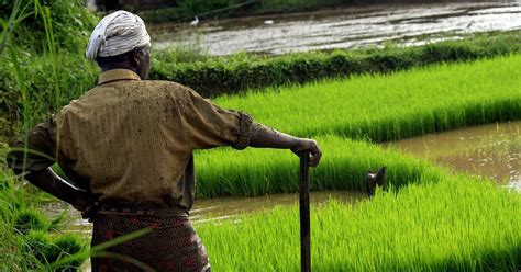 Kerala: Paddy fields and wetlands conservation law will decimate them ...