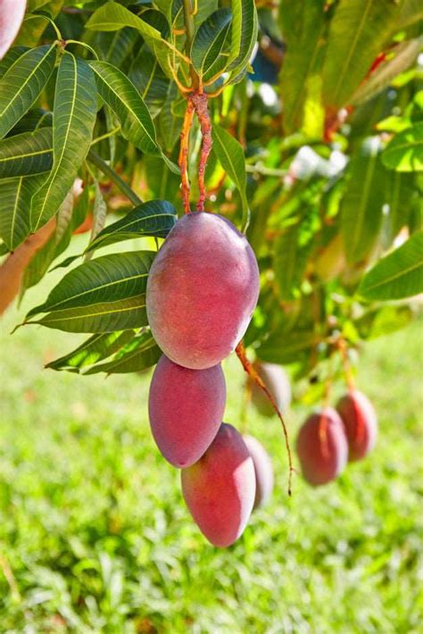 Grafted Sindhu Mango Plant free shipping - Padmam Nursery