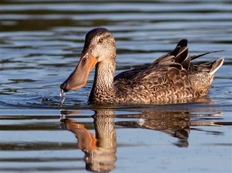 Shoveler Duck