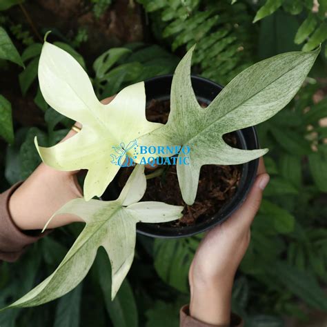 Philodendron sp. Florida Ghost Mint - Borneo Aquatic