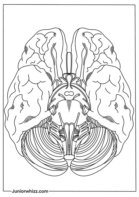 Human Brain Coloring Pages with Book (12 Printable PDF)