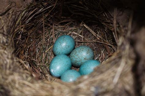 High angle view of easter eggs in nest | Premium Photo
