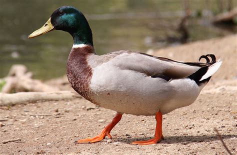 Free Images : lake, pen, pond, wildlife, beak, ride, fauna, duck, goose ...