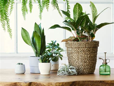 Image result for Types of Plant Containers