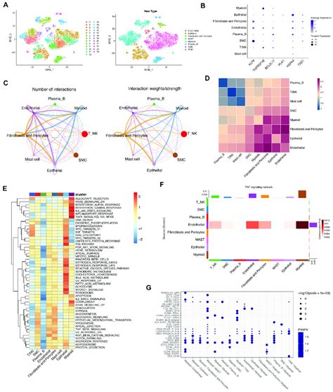 Cell-Cell Interaction 的图像结果