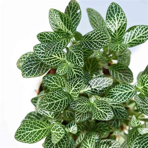 Shop Fittonia Green Plant: Lush Indoor Foliage – Ugaoo