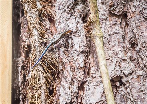 Five Lined Blue Tail Skink or Plestiodon Fasciatus: Stock Image - Image ...