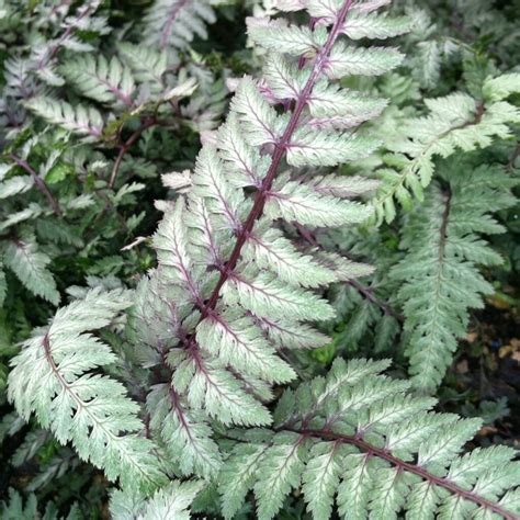 Athyrium niponicum 'Pictum' - Japanese Painted Fern (3.5" Pot) | Little ...
