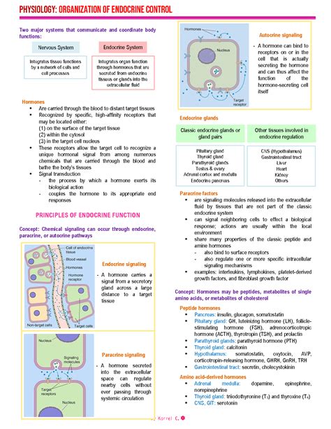 Endocrine System Function and Structure 的图像结果