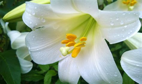 Easter Lily Flower