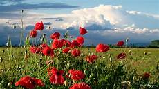 paesaggi fioriti sfondi paesaggio italia natura rosso papaveri co paesaggi fioriti sfondi paesaggio italia natura rosso papaveri co