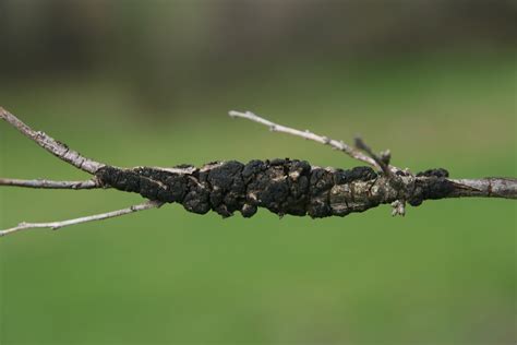 Image result for Fruit Tree Problems