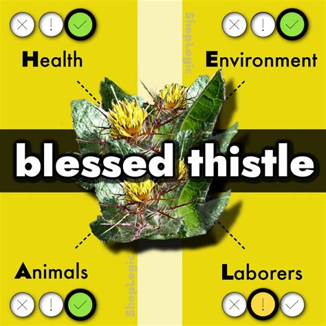 Blessed Thistle Benefits + Side Effects