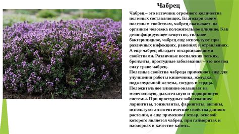 Чабрец (тимьян) - полезные свойства и противопоказания, фото, применение