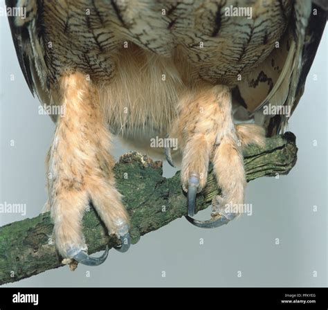 Legs and claws of an eagle hi-res stock photography and images - Alamy