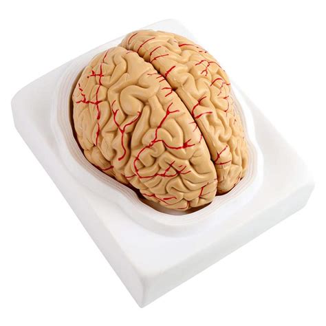 8parts Human Brain Anatomical Model Brain Structure Model Brain Model ...