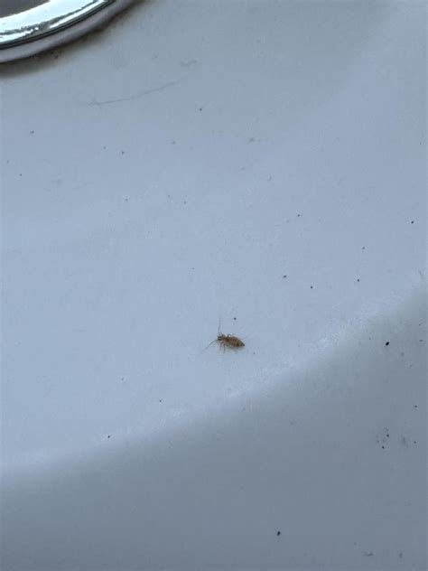 Small Bathroom Bugs Flies Walk On Dirty Window Loopable, HD, NTSC