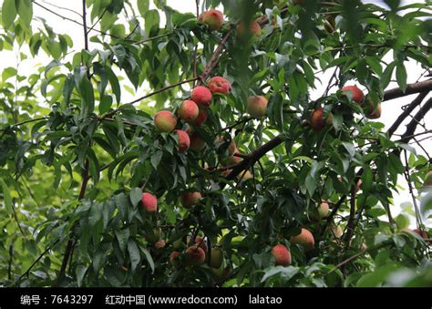 树上结满了桃子高清图片下载_红动中国