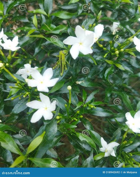 The Ability of Mimicry Grasshoppers Stock Photo - Image of green, garden: 318942692