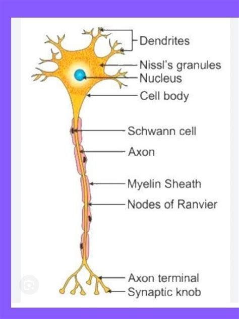 label the diagram of nerv