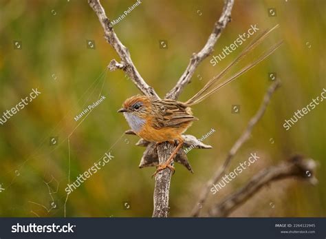 32 Bird Southern Emu Wren Images, Stock Photos & Vectors | Shutterstock