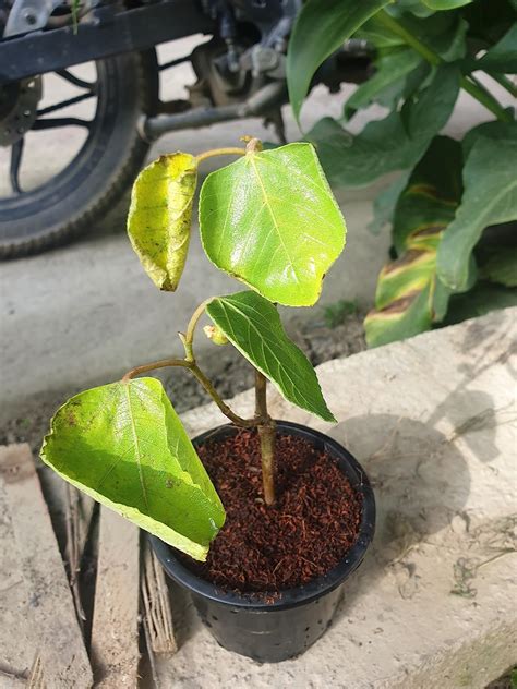 EverSneh Live Anjeer Turkey Brown Fig Plant Dwarf Fig Fruit Plant Rare ...