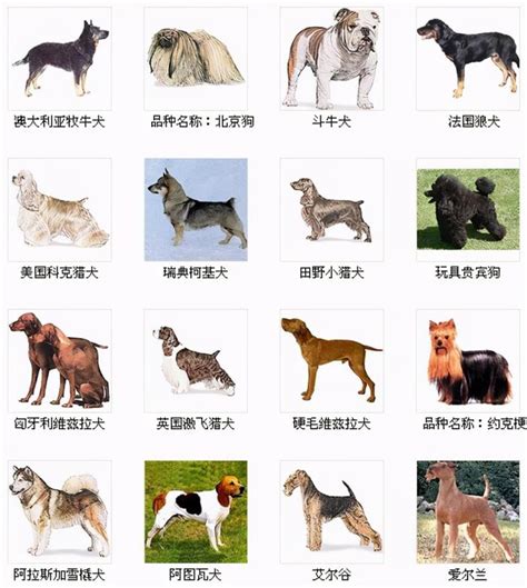 狗狗品种大全图片名字 178种美国AKC认证的狗狗_小可爱宠物网