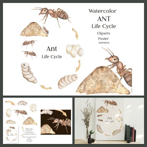 Life Cycle Of A Ant