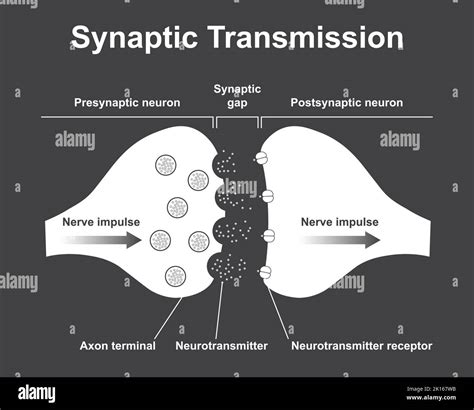 Neuron synapse Black and White Stock Photos & Images - Alamy