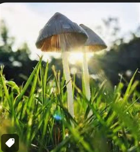 EBC Shroom Club , 4330 W. Union Hills Dr. Suite B005 Glendale, AZ 85308 ...