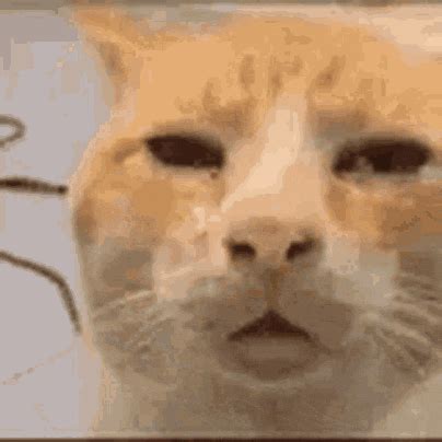 Confused Cat GIF | Tenor