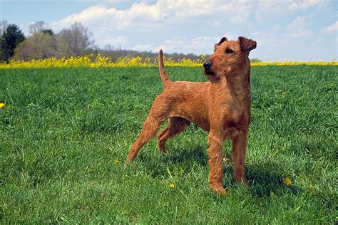 What Is A Irish Terrier Breed Dog