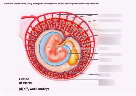 41/2-week embryo Diagram | Quizlet