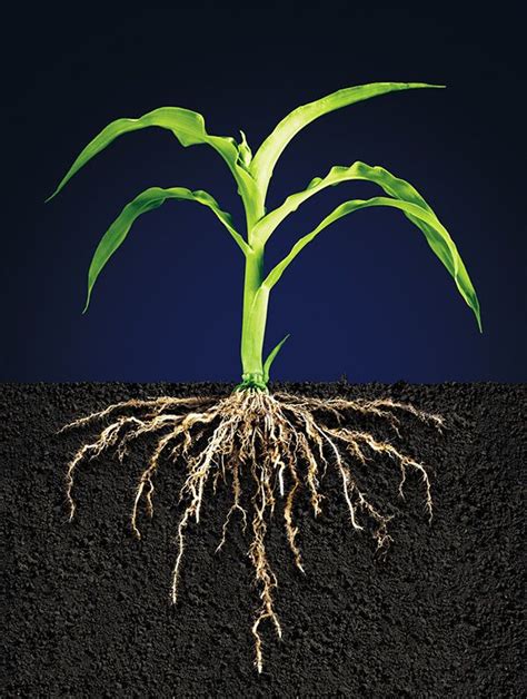 plant roots