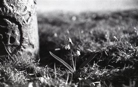 Chicken Scratch: Art – Black and White | The Review