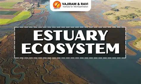 Estuary Ecosystem, Features, Biodiversity, Challenges, Importance
