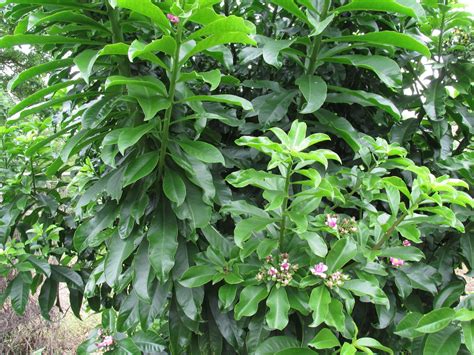 .: Ora Pro Nobis: todos os tipos