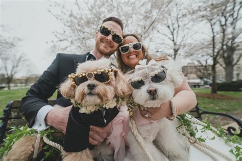 Wedding Bride Dogs 的图像结果