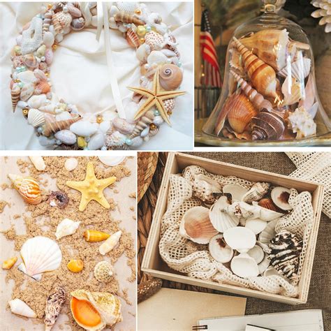Jangostor Sea Shells Mixed Ocean Seashells, India | Ubuy
