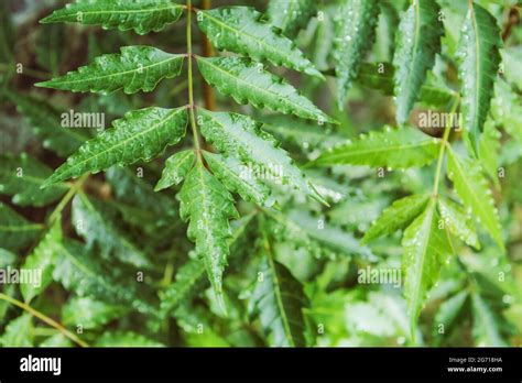 Neem Tree 的图像结果