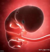 胎儿 的图像结果